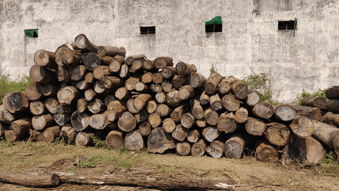 Aam Wood Logs