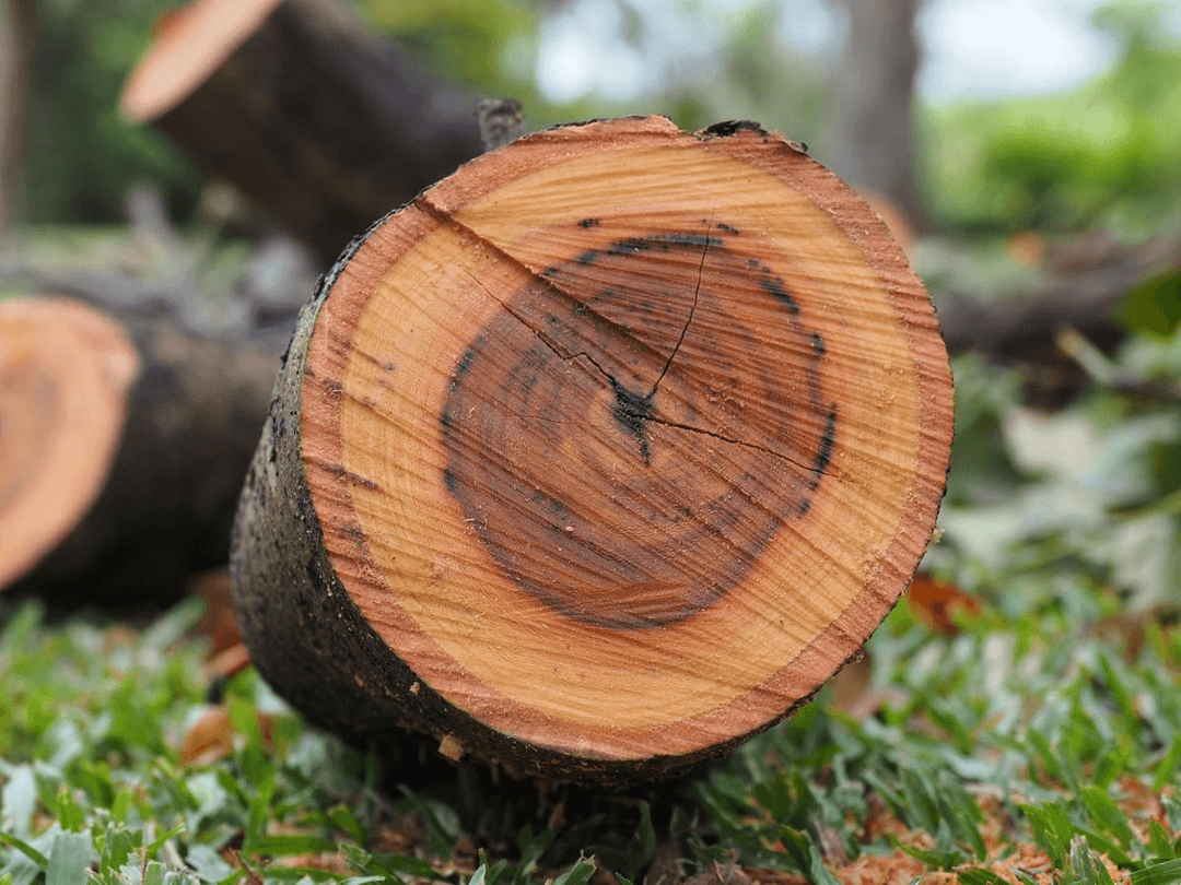 Mahogany Wood Logs